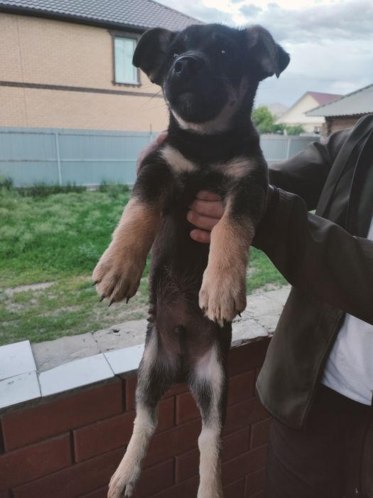 Отдам щенка в добрые руки