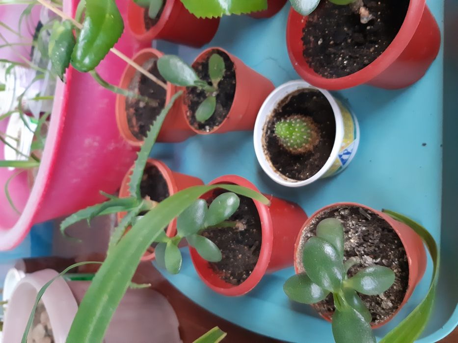 продам цветы