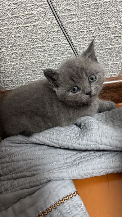 Продам британца мальчик