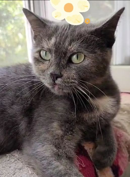 Красавица кошка Катя