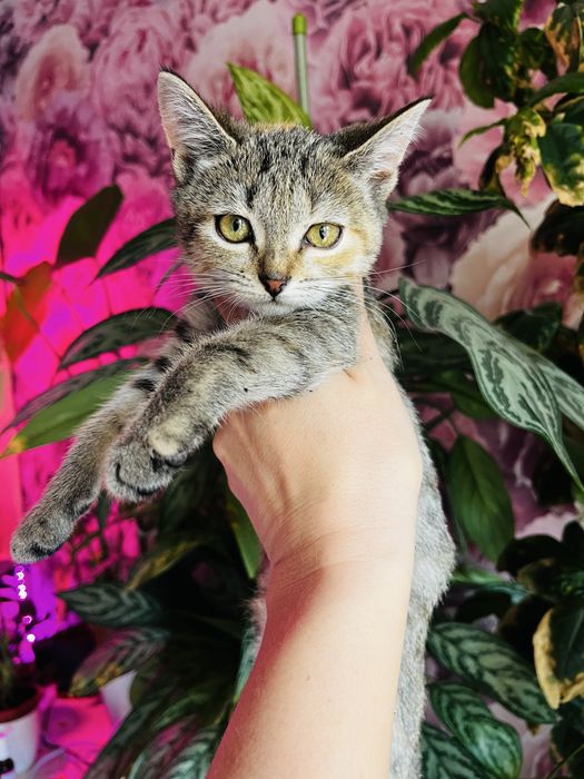 Красивый котенок бесплатно