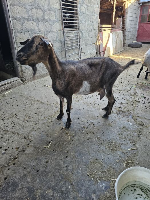 Capre si iezi de vânzare
