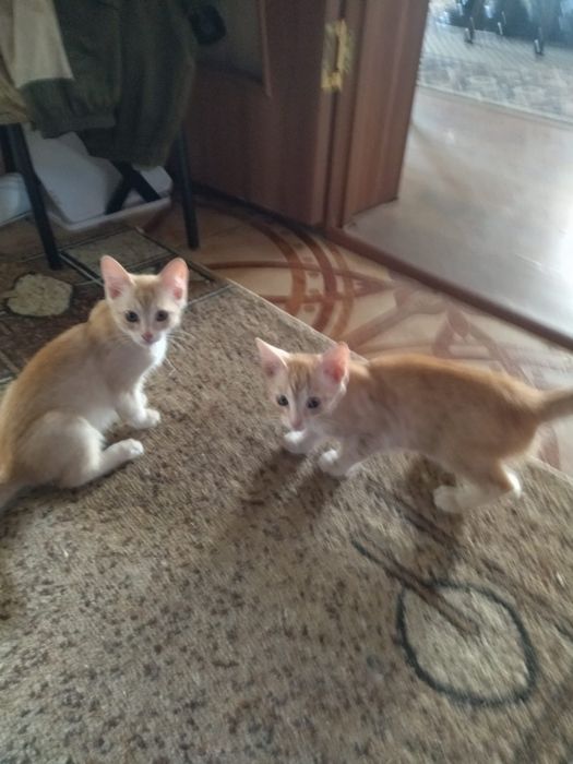 Отдам котят в хорошие руки