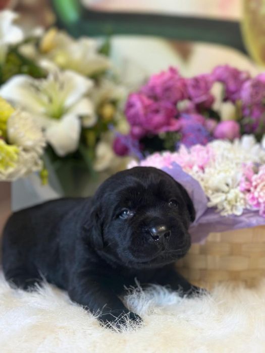 Щенки лабрадора,питомник