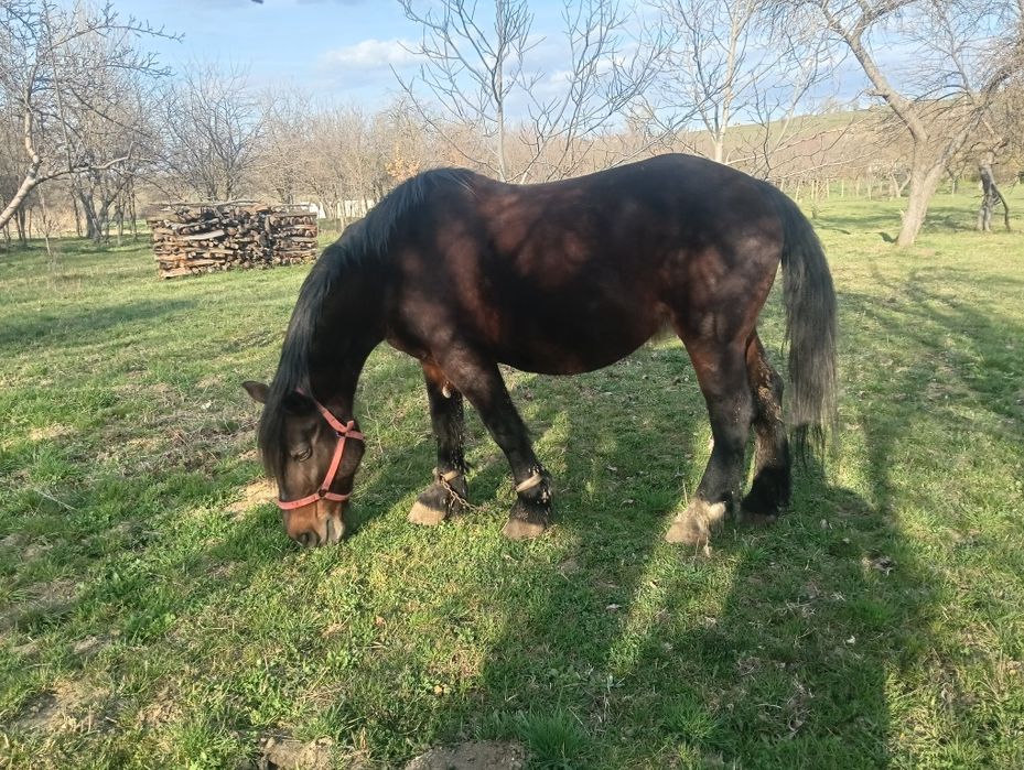 Vând sau schimb iapă  buna de lucru