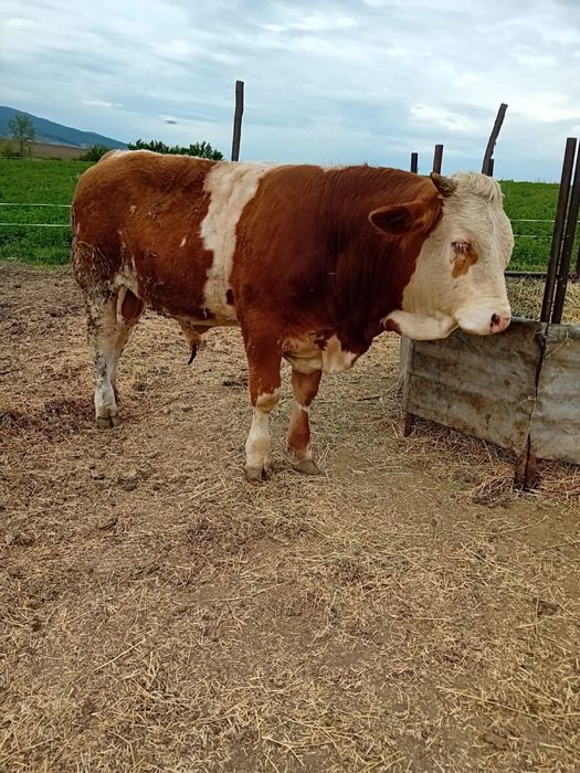 Vand Tauras baltat si vitea angus