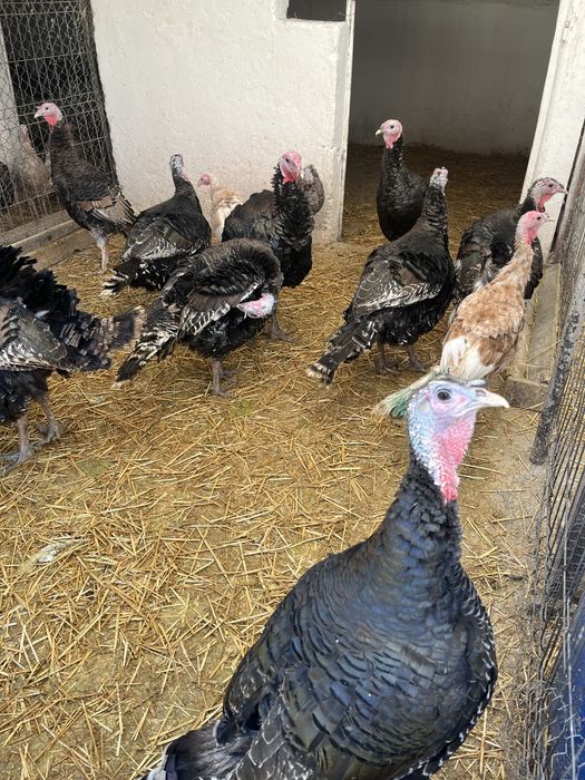 Vand curcani , greutate intre 15/20 kg