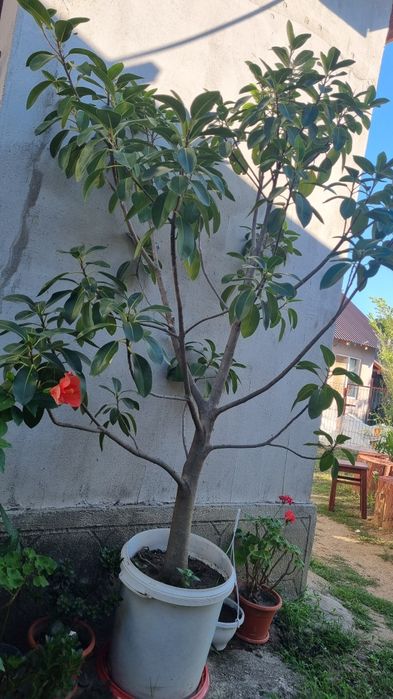 Ficus de vanzare
