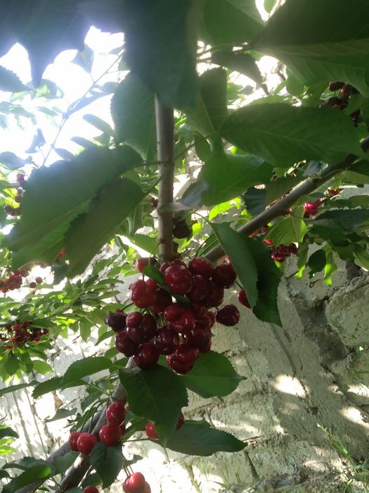 24 сотых уй жой сотлади