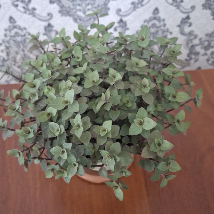 Продам цветы разных сортов