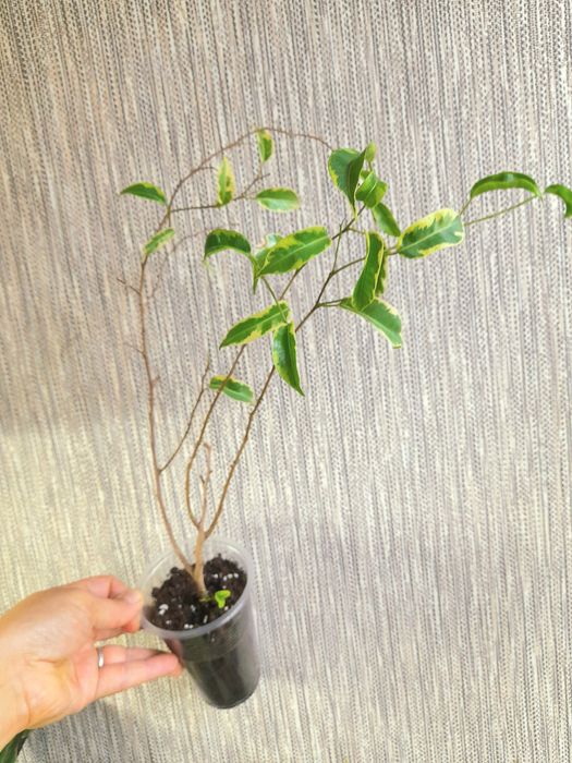 Продам Фикус Шривериана