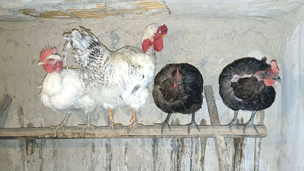 Екі мысық сыйлыққа.