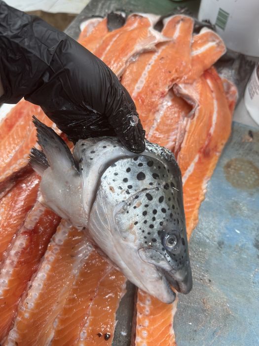 Головы Семги 200 тг, РЫБА