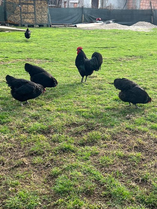 Vând ouă pentru incubat rasa Australorp