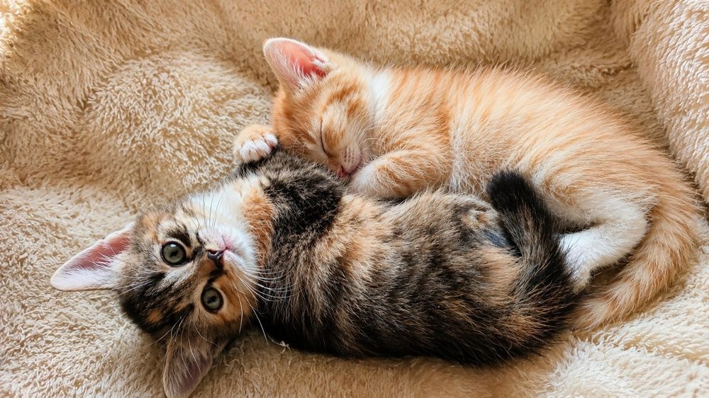 Отдам котят в хорошие руки