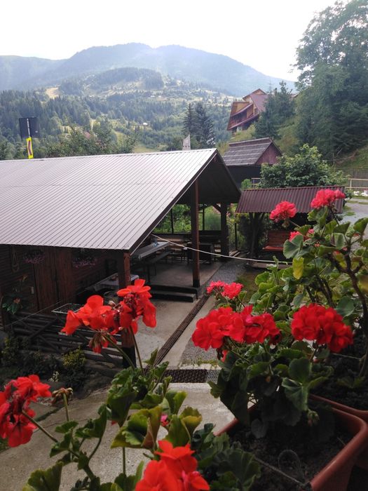 Cazare Casa Adam Borsa Complex