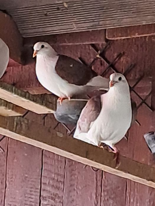 Vând porumbei voiajori căpăciți