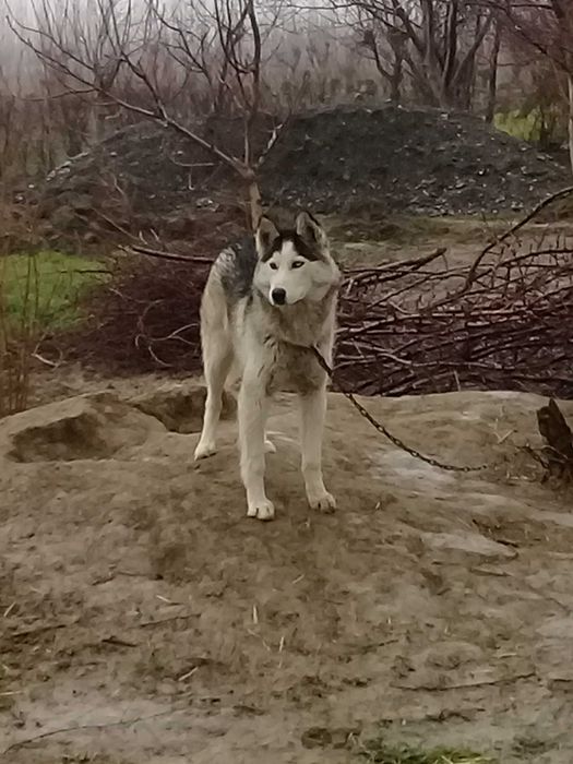 Roki ismli asl zotli it sotiladi hayvonlar passporti ham qushib berami