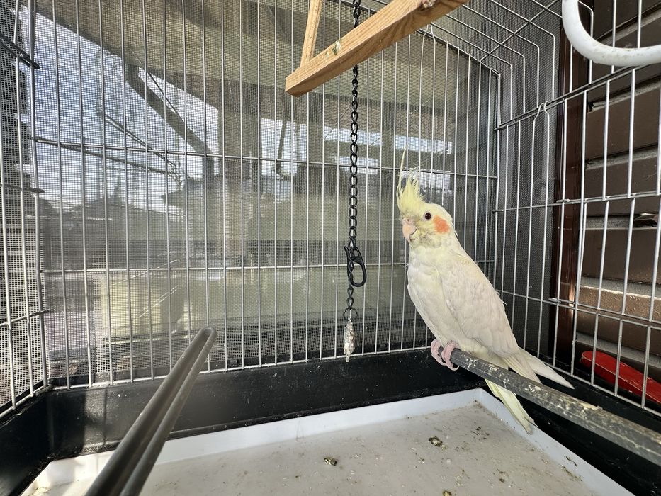 Продам попугая мальчика