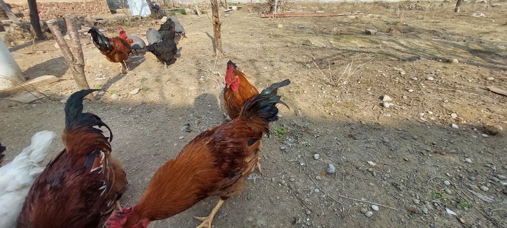 Петушки молодые пордистые