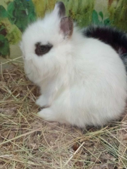 Декоративни зайчета клепоухи и правоухи