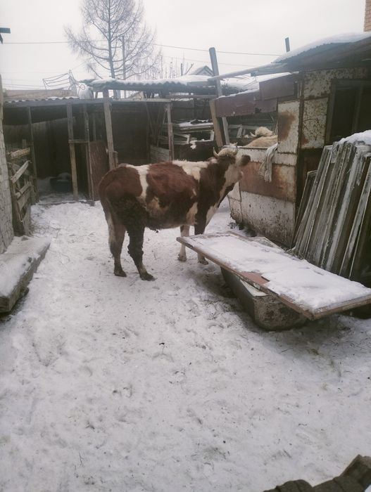 Продам Быково цена договорная