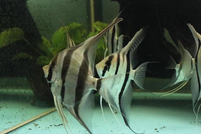 Скалярия Альтум продаётся