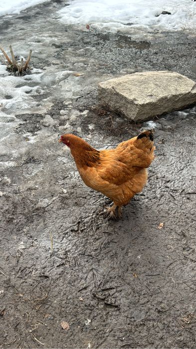 Продам курей брамы чистокроных