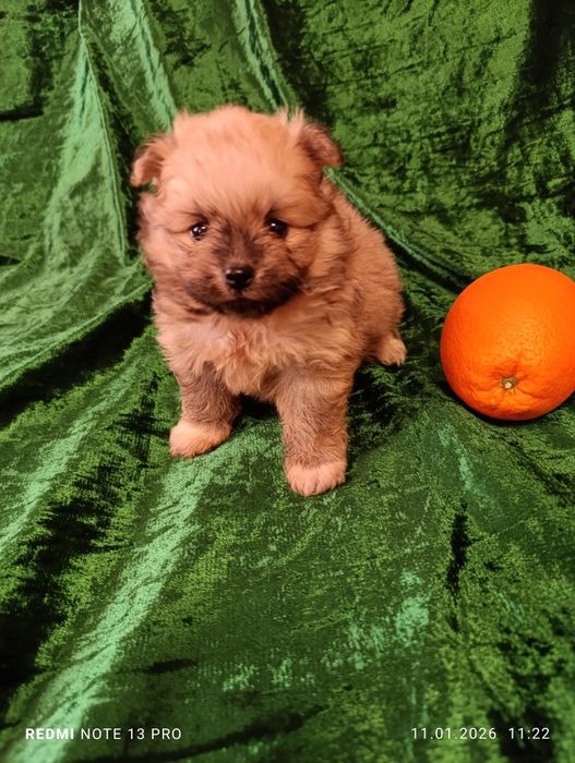 Щенок шпиц померанский мальчик