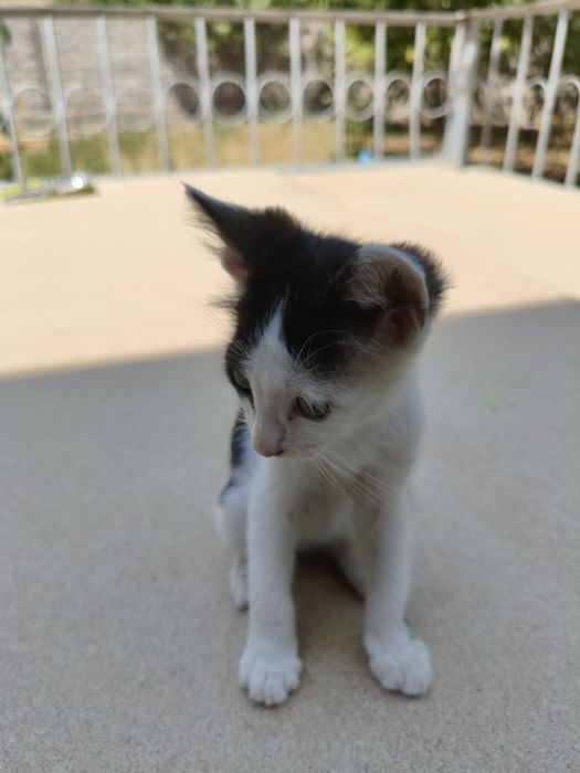 Mushukchalar bepulga