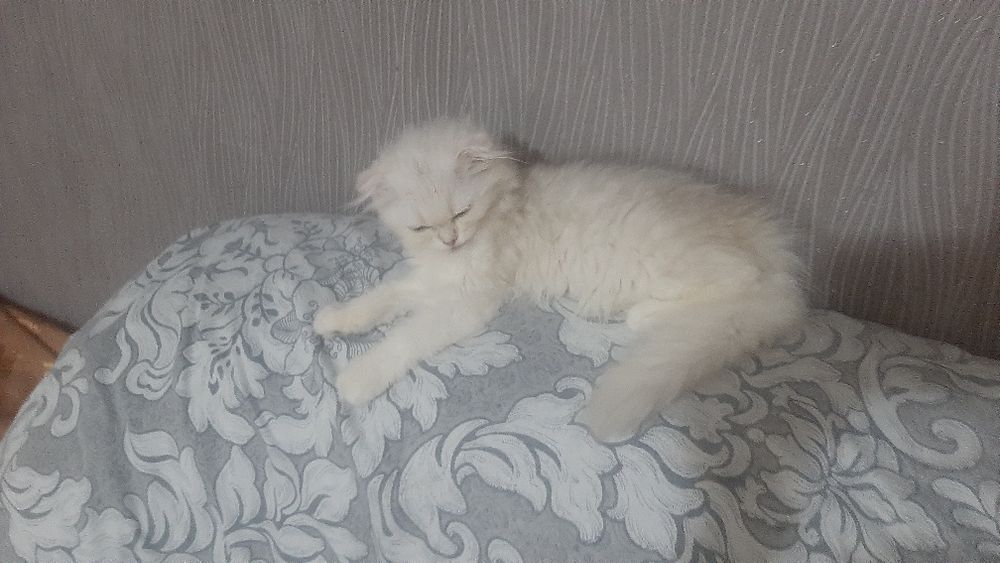 Продаётся   безлаушки  котята  3  месяца