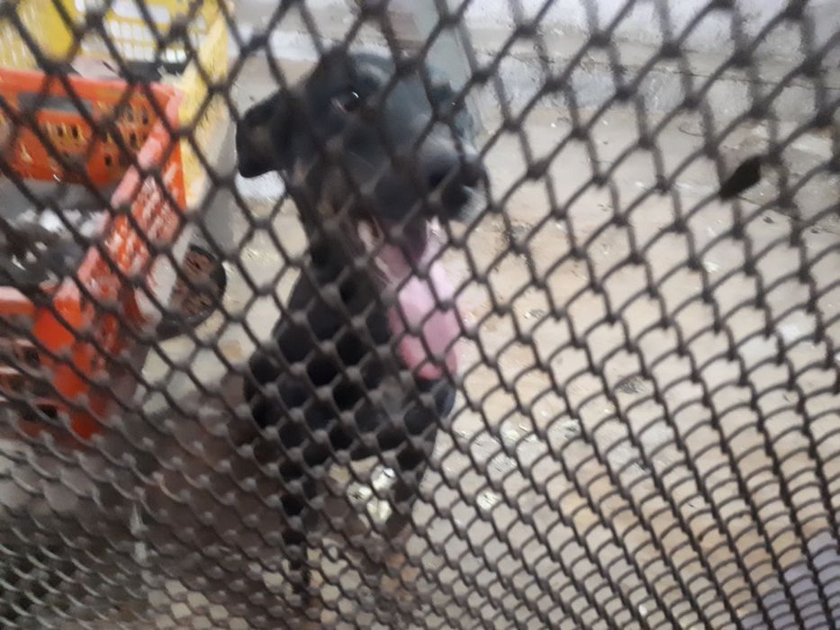 Доберман доберман