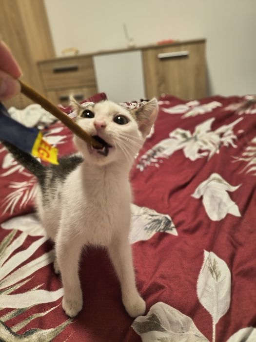 Motanel spre adoptie