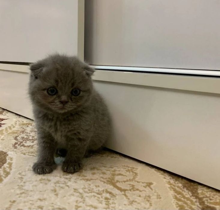 Фолд, страйт малчик и девочка