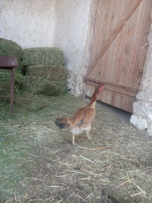 Дакан тауық сатылады