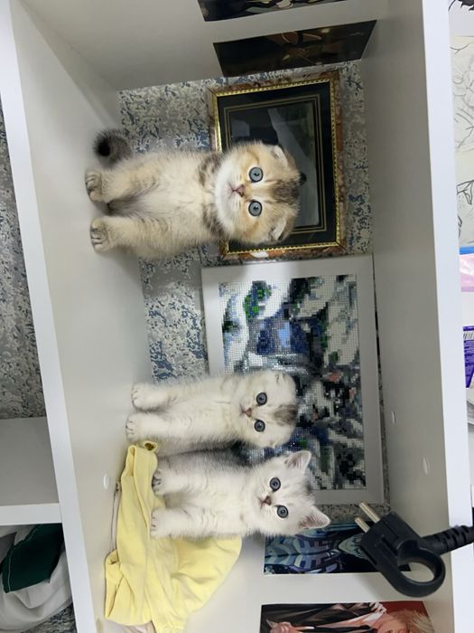 Продам котят шотланских