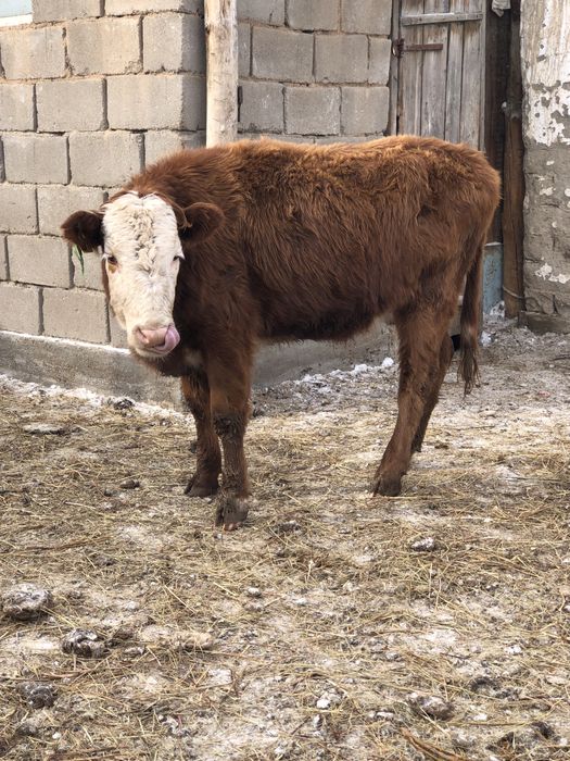 30 бас ұрғашы торпақтар сатылады