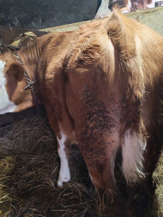 Tauras Din Monta De Carne