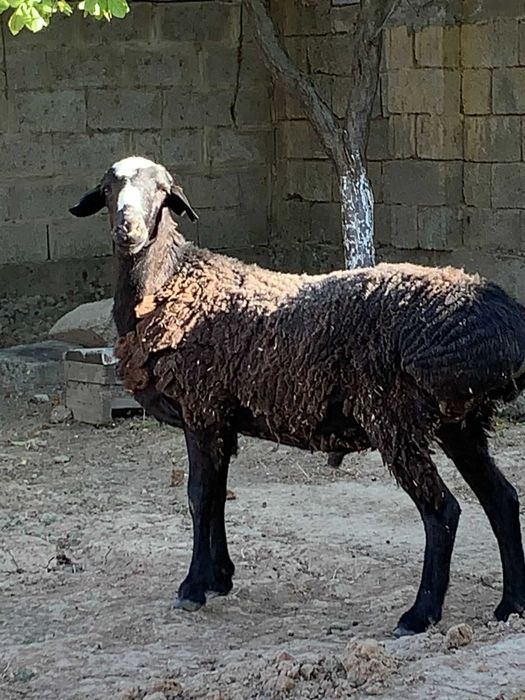 Қой, қошқар, қозылы тоқты сатылады