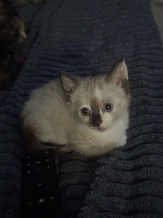 осталось свободными 3 котенка
