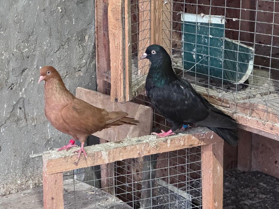 Голуби.Иранцы.пара