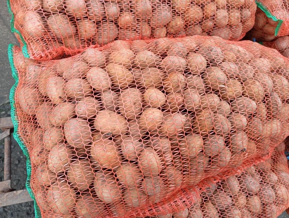 Cartofi de sămânță soraya