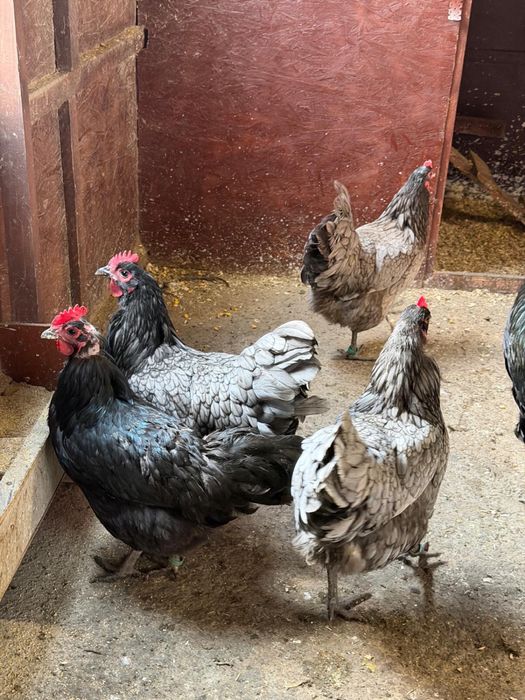 Disponibile familii australorp negru si albastru