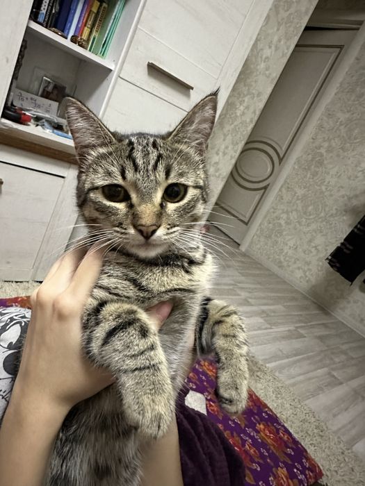 Отдам да символическую плату