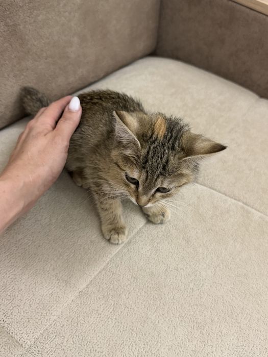 Котенок 1,5 месяца