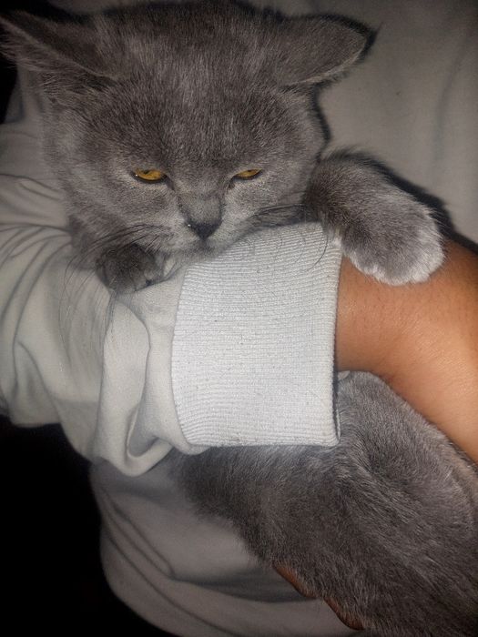 Британский скотш страйт