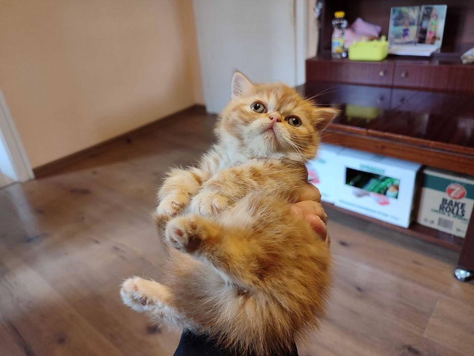 Женски екзотични котки на 2 години и на 5 месеца.