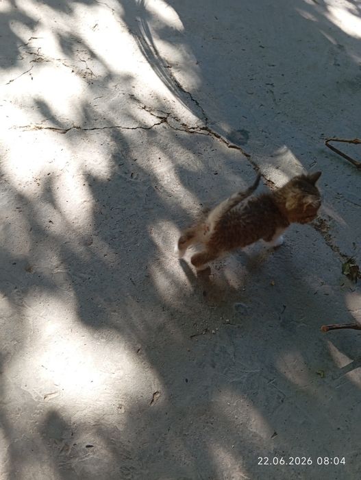 Котята два отдаём бесплатно