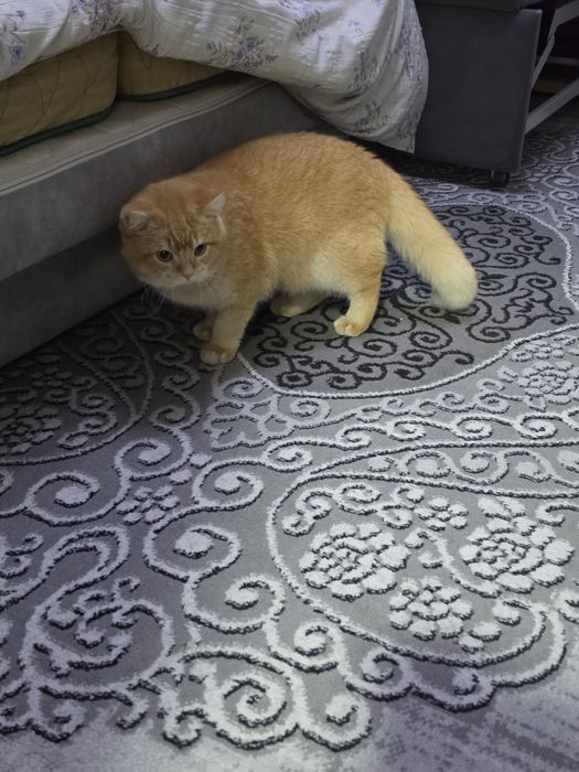 Срочно продается золотая шиншила мальчик 1.2г