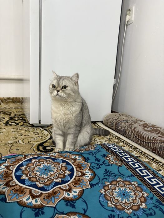 Британский парода